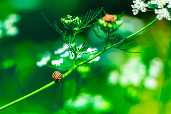 Plantas del prado en verano — Foto de Stock