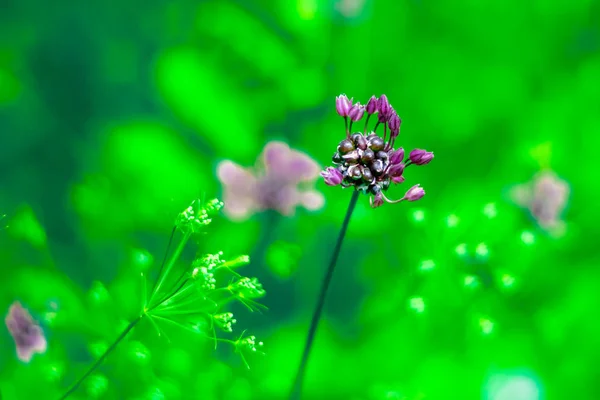 夏の草原植物 — ストック写真
