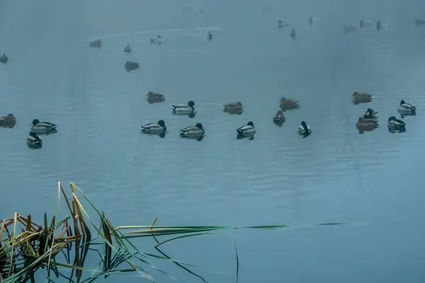 Туманний ранок на озері з качками — стокове фото