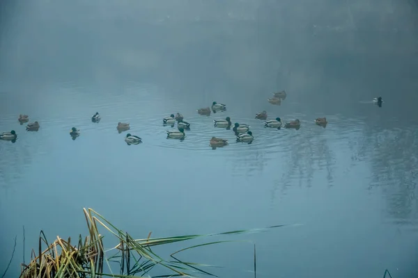 Туманний ранок на озері з качками — стокове фото