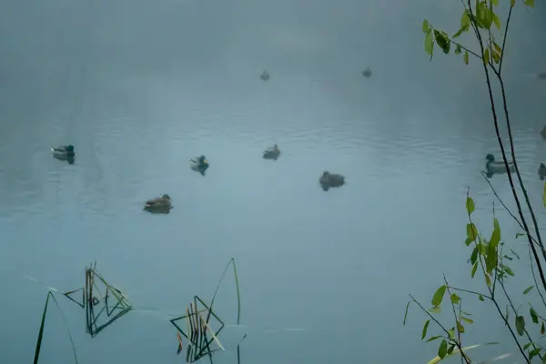Manhã enevoada no lago com os patos — Fotografia de Stock