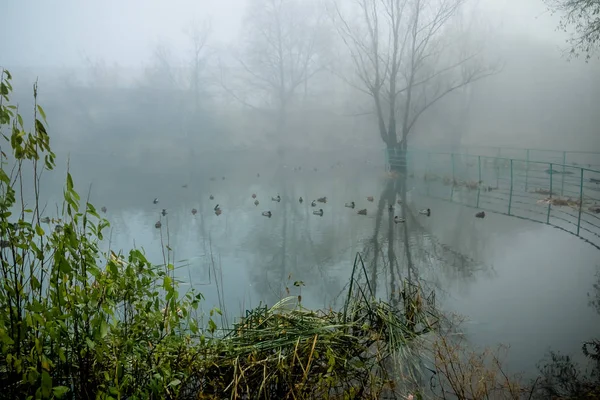 Manhã enevoada no lago com os patos — Fotografia de Stock