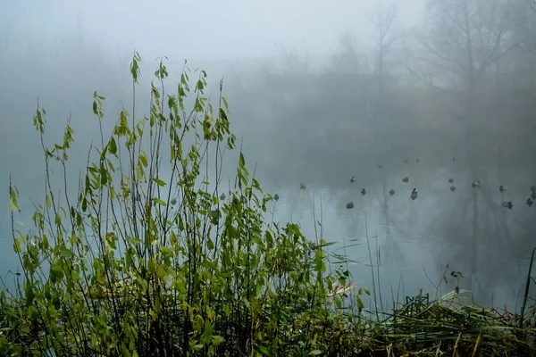 Manhã enevoada no lago com os patos — Fotografia de Stock