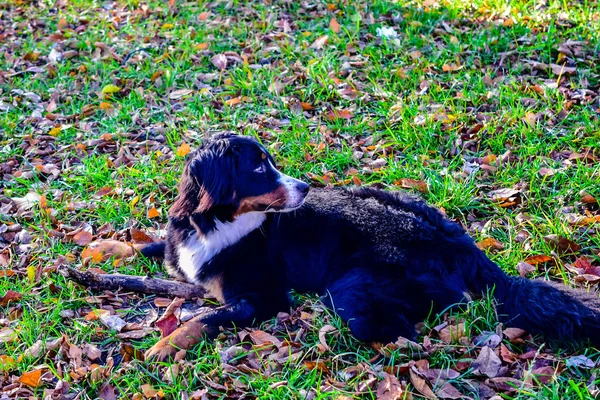 Cane Nero Con Naso Bianco Collo Bianco — Foto Stock