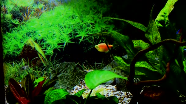 Akvárium Malými Barevnými Tropickými Rybami — Stock video