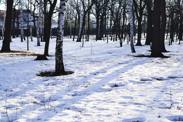 Начале Весны Парке Снег Начал Таять Таять — стоковое фото