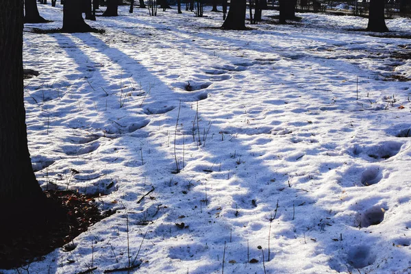 the beginning of spring in the Park , the snow began to melt and thawed