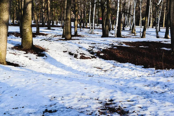 Начале Весны Парке Снег Начал Таять Таять — стоковое фото