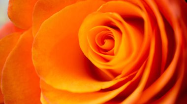 sarı ya da turuncu güller hediye buketinde 