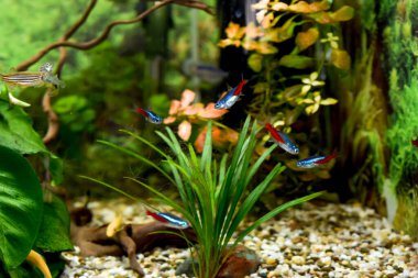 Ev akvaryumunda küçük parlak tropikal balıklar 