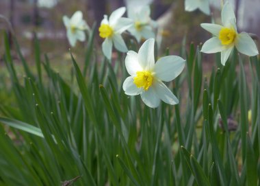 İlkbaharda çiçek açan nergisler bir kır evinde ya da çiçek tarlasında 