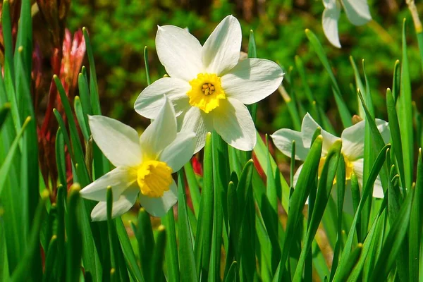 spring flowers-daffodils on a dacha plot or on a flower bed