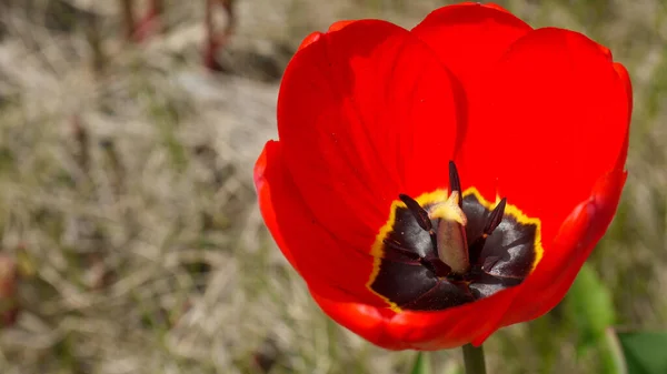 春の花 夏のコテージやベッドのためのチューリップ — ストック写真