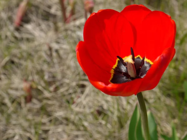 春の花 夏のコテージやベッドのためのチューリップ — ストック写真