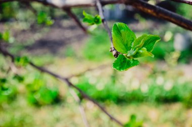 Çayırlarda, dağlarda ya da baharda kırlarda farklı bitkiler var. 