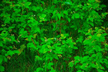 Çayırlarda, dağlarda ya da baharda kırlarda farklı bitkiler var. 