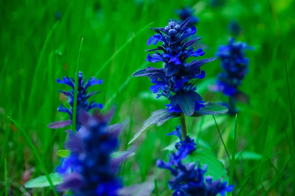 Different Plants Meadow Mountains Country Spring — Stock Photo, Image