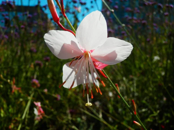 Bela Flor Verão Parque Cidade — Fotografia de Stock