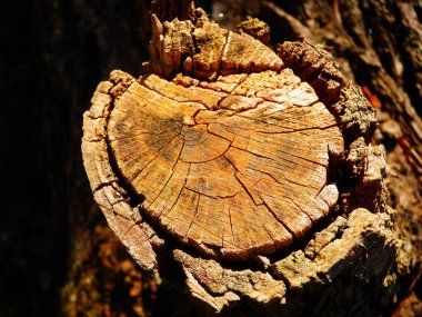 Eski kütük yakın plan. Kahverengi odun.