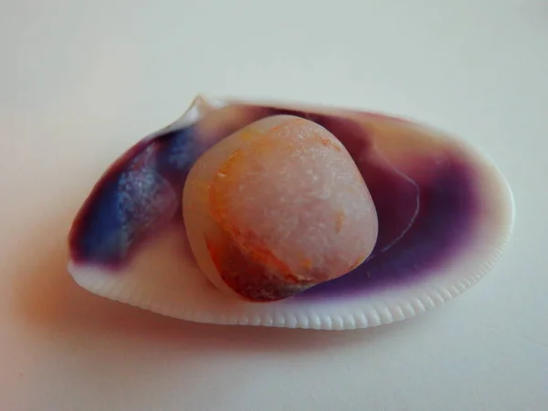 Small Stone Seashell White Lilac Macro Nature — Stock Photo, Image