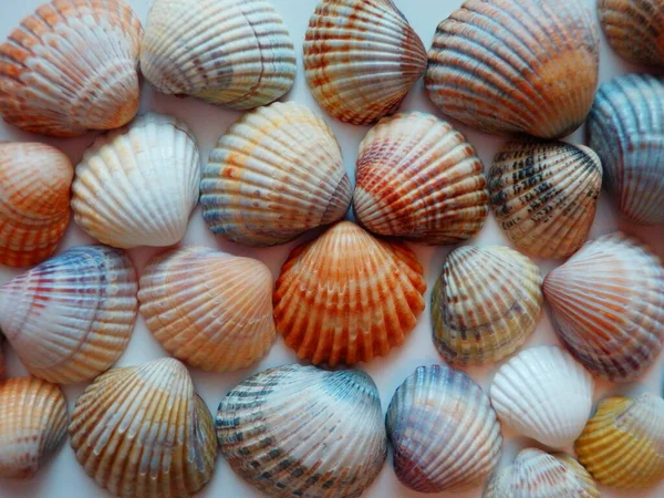 Schöne Muschelmuster Makro — Stockfoto