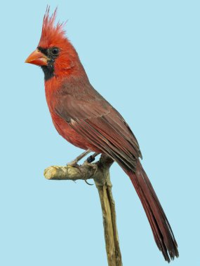 Kırmızı Kardinal kuşu softbox 'a tünedi