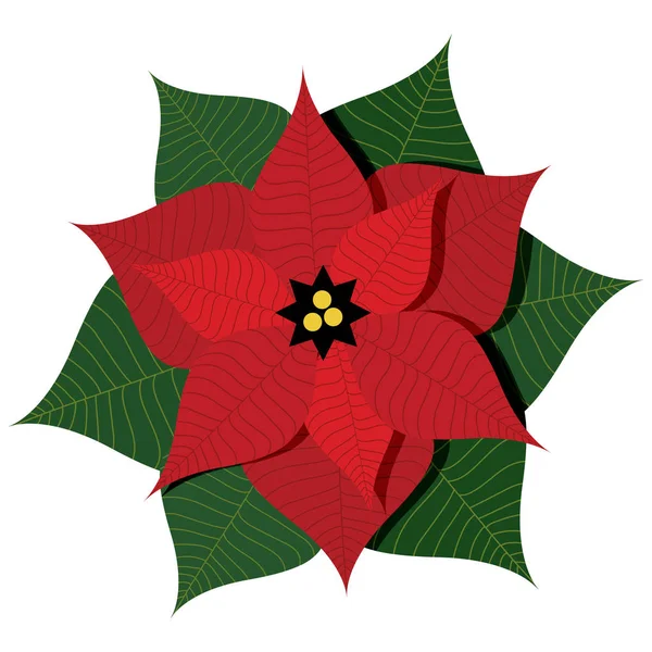 Vektoros illusztráció karácsonyi csillag növény vagy a Mikulásvirág — Stock Vector