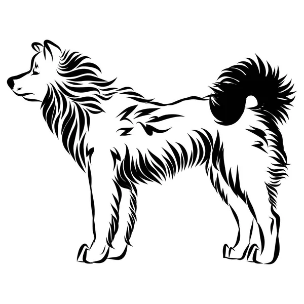 Imagem vetorial de um cão akita —  Vetores de Stock