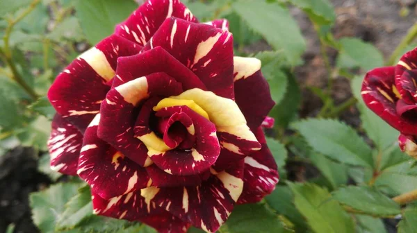 burgundy rose with yellow pigments