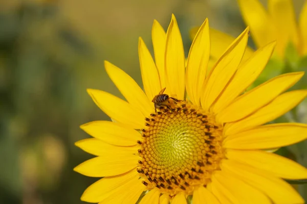 Girasoles Floreciendo Maravillosamente Vietnam —  Fotos de Stock