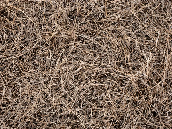Sucha Żółta Trawa Tekstura Siana Tło Trawy Sucha Powierzchnia Trawy — Zdjęcie stockowe