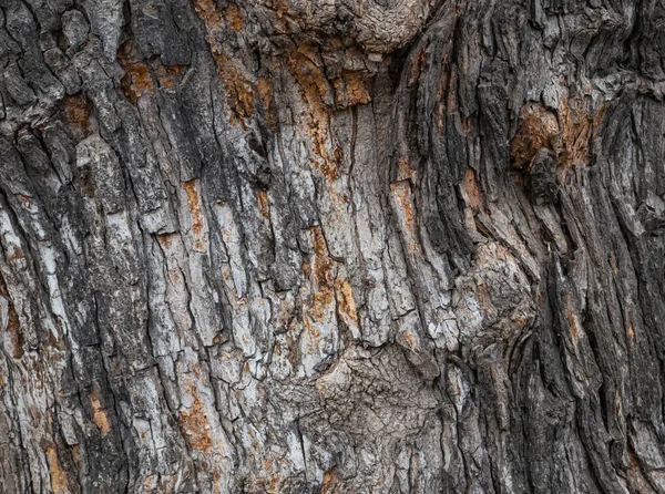 Struttura Della Corteccia Dell Albero Vecchio Albero Corteccia Ruvida Dell — Foto Stock