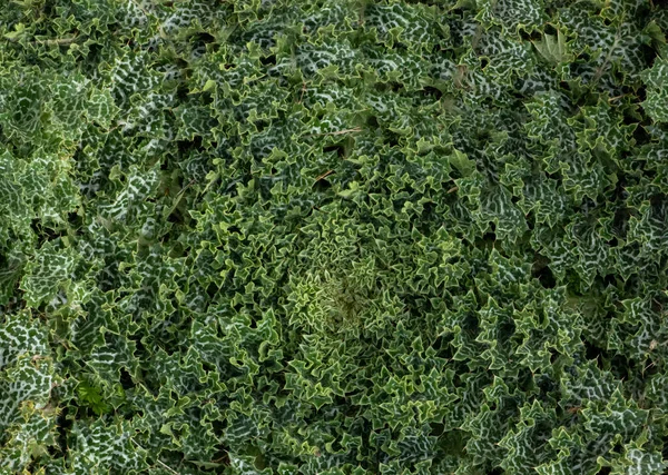 Grüne Pflanze Laub Mit Weißen Flecken Jungle Plant Texture Hintergrund — Stockfoto