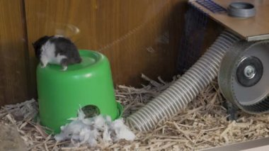 Ödlek Hamster Küçük bir tepeden Talaş, Hamster, Fare, Fare 'ye Sıçrıyor