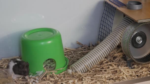 Affamé Hamster Mange Serviettes Hamster Ramasse Nourriture Dans Bouche — Video