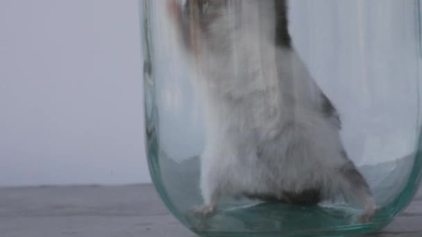 Hamster is Trying to Escape from Jar, Hamster Wants to be Free — Stock Video