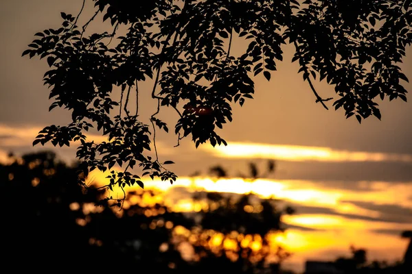 Orangefarbener Sonnenaufgangshimmel Mit Baumzweigen Silhouettenblick — Stockfoto