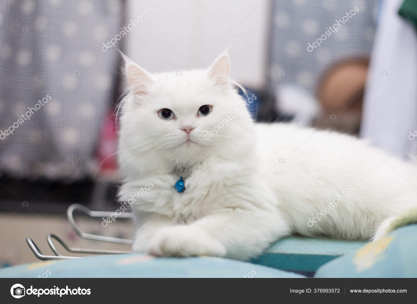 Adorable Cute White Persian Cat Home — Stock Photo © zixball