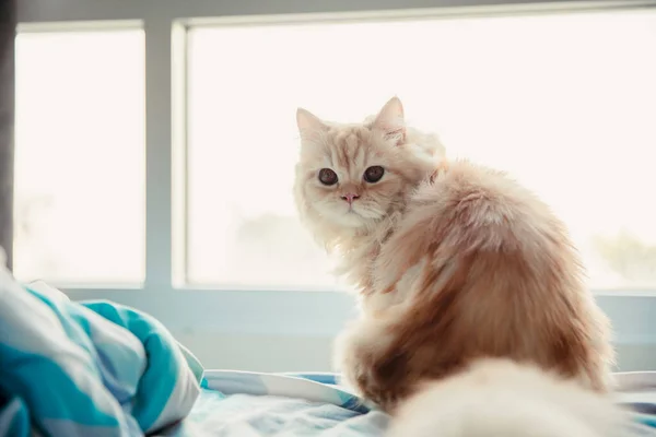 Adorabil Drăguț Papusa Ghimbir Fata Persan Pisica Ședinței Uita Înapoi — Fotografie, imagine de stoc