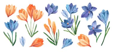 Suluboya timsahlı bahar seti. Tekstil, kart ve ambalaj için beyaz arkaplanda izole edilmiş bahar çiçekleri