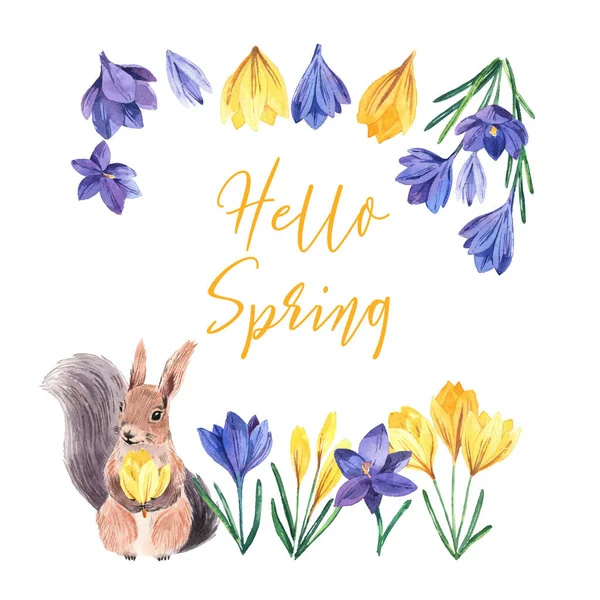 Frame Watercolor Squirrels Crocuses Spring Bright Flowers White Background Hello — Stock Photo, Image