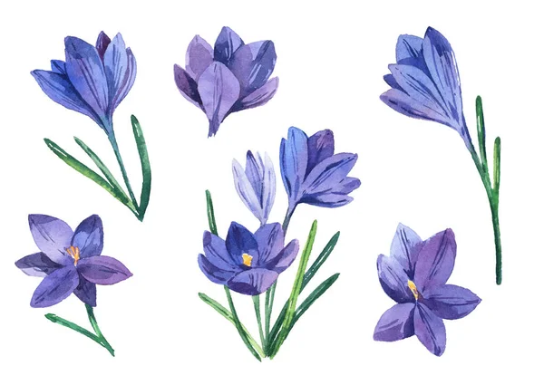 Spring Set Watercolor Crocuses Spring Bright Flowers Isolated White Background — Stock Photo, Image