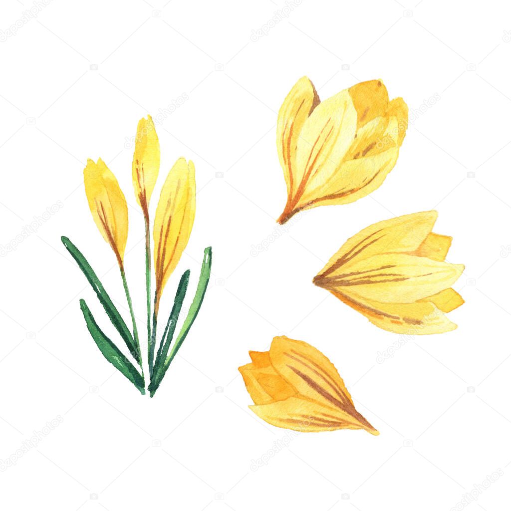Spring set with watercolor crocuses. Spring bright flowers isolated on white background for textiles, cards, packaging