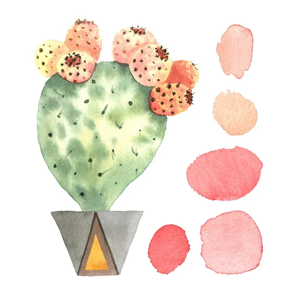 Akvarell Kaktusz Egy Edényben Színes Foltok Gyűjteménye Fehér Alapon Elszigetelve — Stock Fotó