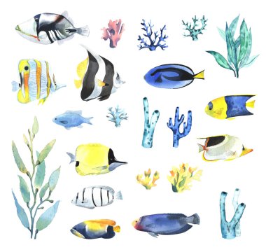 Bir dizi tropikal balık mercanı ve algler, suluboya tarzında. Beyaz arkaplanda izole