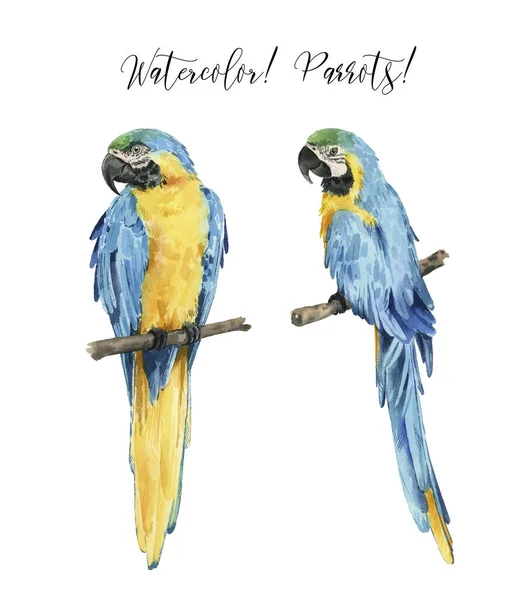 Комплект Красивыми Акварельными Попугаями Тропики Реалистичные Тропические Птицы Попугаи Изолированный — стоковое фото
