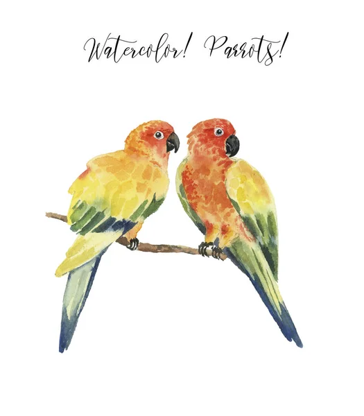 Set Med Vackra Akvarell Papegojor Tropikerna Realistiska Tropiska Fåglar Papegojor — Stockfoto
