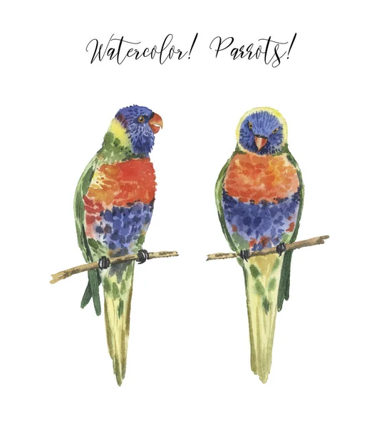 Set Papagali Frumoase Acuarelă Tropice Păsări Tropicale Realiste Papagali Izolat — Fotografie, imagine de stoc