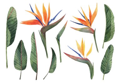 Güzel suluboya tropikal çiçekler ve yapraklarla dolu. Tropik bölgeler. Gerçekçi tropikal bitkiler. Beyaz arkaplanda izole