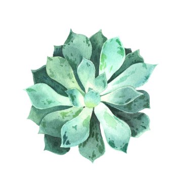 Dekoratif sulu boya stili. Beyaz arkaplanda izole